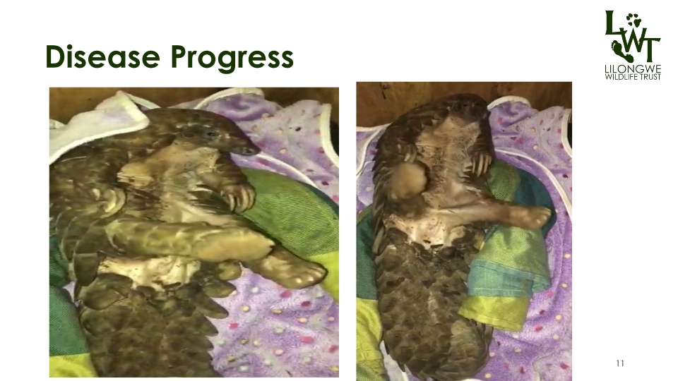 T3-LUANAR-Presumed-Tetanus-in-Pangolins-02092023-Laston-Chimaliro_p_11